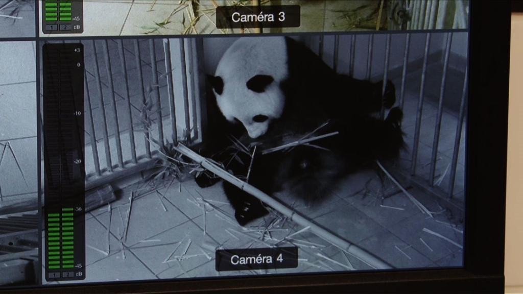 Apenas 19 parques zoológicos en el mundo poseen pandas, fuera de China.