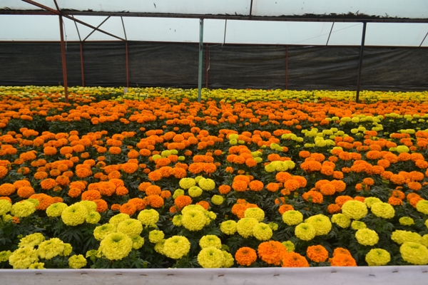 Productores de la zona rural de la Ciudad de México iniciaron la siembra de flor de cempasúchil.