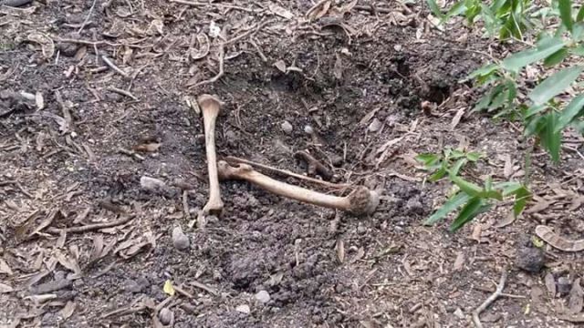 Localizan fosa clandestina en Güémez 