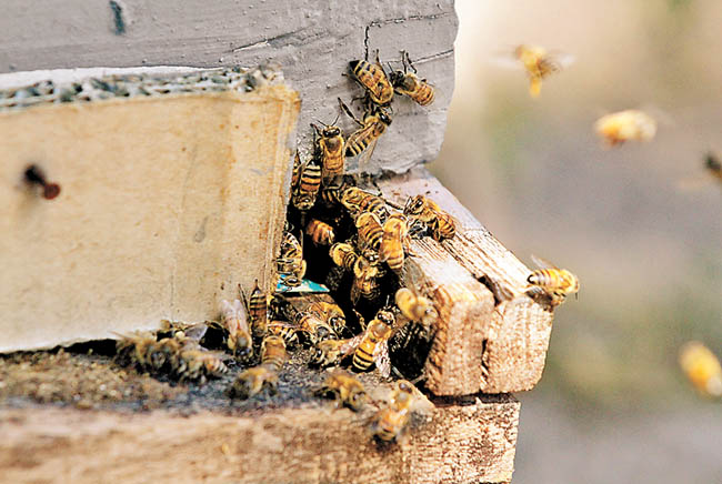 Aseguran que el problema del despoblamiento de abejas ocurrió también hace dos años. 