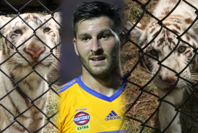 Un tigre nacido en Nuevo León fue bautizado como 'Gignac'