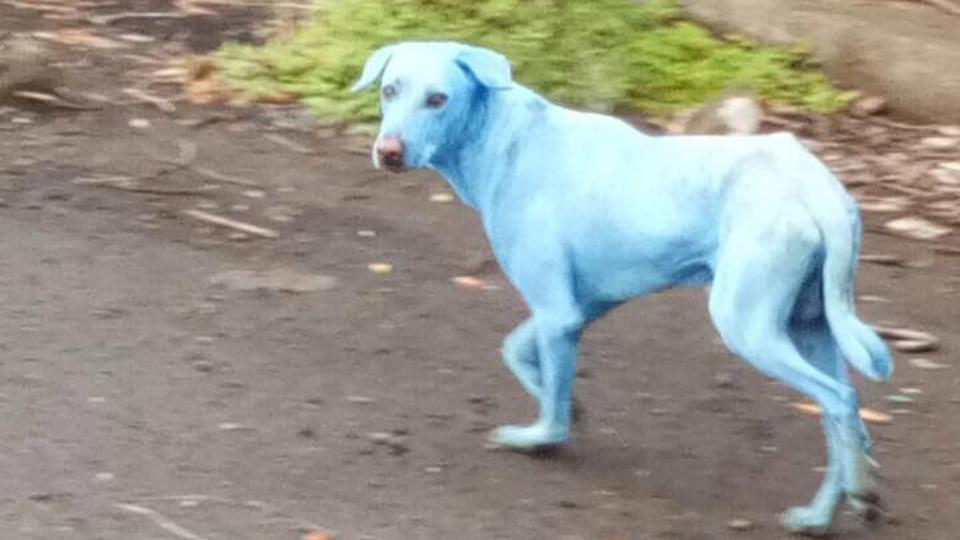 Los perros que bebieron del río adquirieron un tono azul en su pelaje.