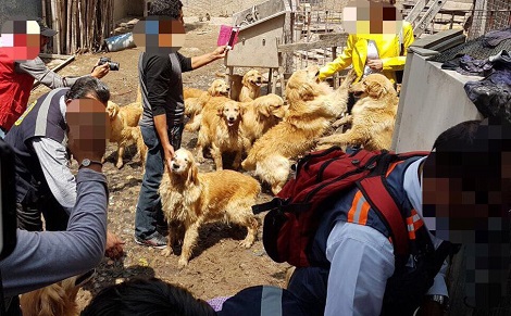 En el predio fueron encontrados 38 perros de diversas edades.