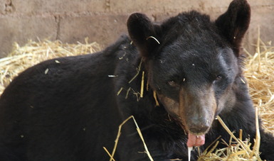 El oso 'Invictus' falleció por las lesiones ocasionadas por sus cuidadores en el circo.