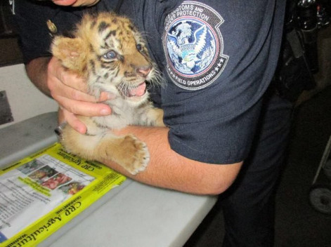 Luis Eurodo Valencia, residente de Perris, California, declaró que compró la cría de tigre en 300 dólares a una persona que paseaba un Tigre adulto co
