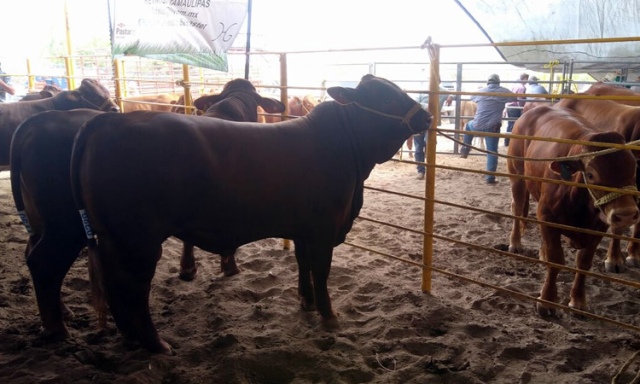 Hato ganadero en Tamaulipas 