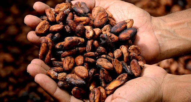 La vinculaciónse debía a que el cacao crece en la oscuridad.