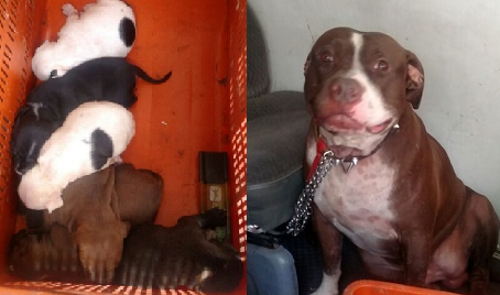 Los detenidos tenían en su poder a 10 perros, seis de ellos cachorros.