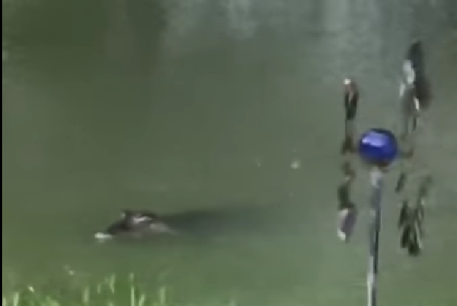 Uno de los largartos fue captado mientras aguarda entre los árboles.
