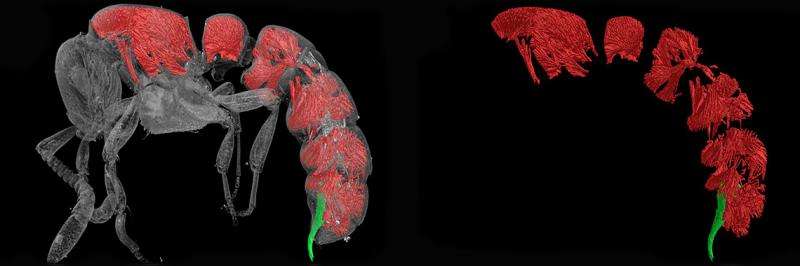 La nueva especie recibió en nombre de 'Zasphinctus obamai'.