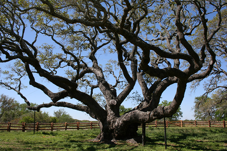 El Gran Árbol ha sobrevivido a varios huracanes.