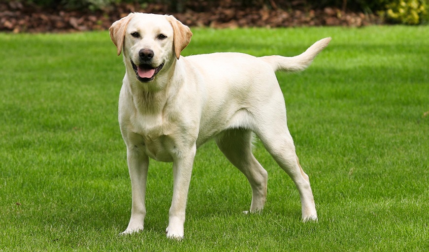 Es frecuente que los Labrador se lesionen de la cadera