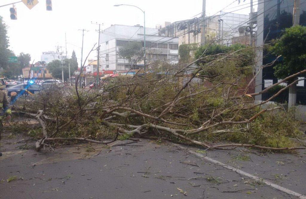 Los dos árboles cayeron sobre la avenida Wilfrido Massieu, en la colonia Lindavista.