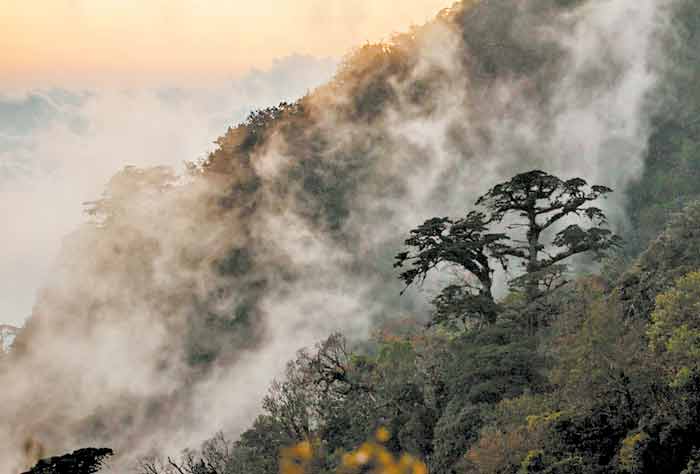 El área natural protegida.