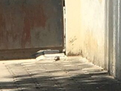 Soldados recuperaron la granada y fue llevada para su destrucción a la zona militar.