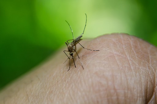 El virus del Zika es más peligroso en mujeres embarazadas, pues mata las células madre y ocasiona graves daños en el desarrollo cerebral. 