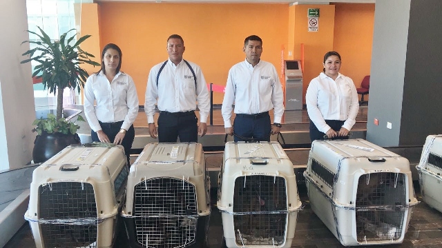 Donan a Tamaulipas 4 canes especializados 
