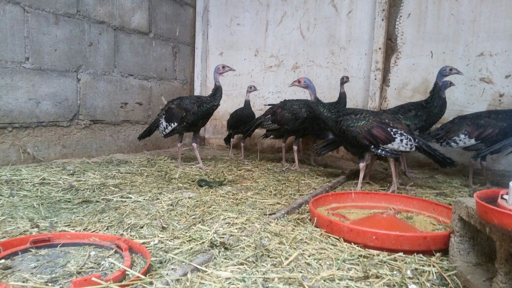 Doce ejemplares del pavo ocelado llegan al Aviario Lira 