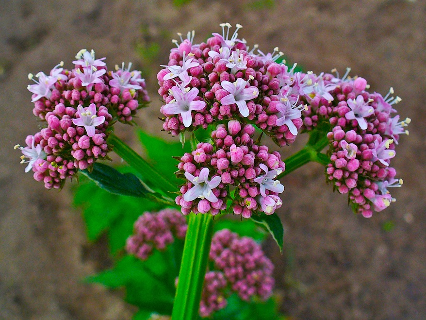 La planta 'Valeriana officinalis'.