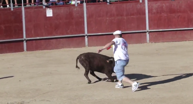 En el video se muestra como los amantes de los toros torean a vaquitas de menos de 2 años que no han sido destetadas de su madre.