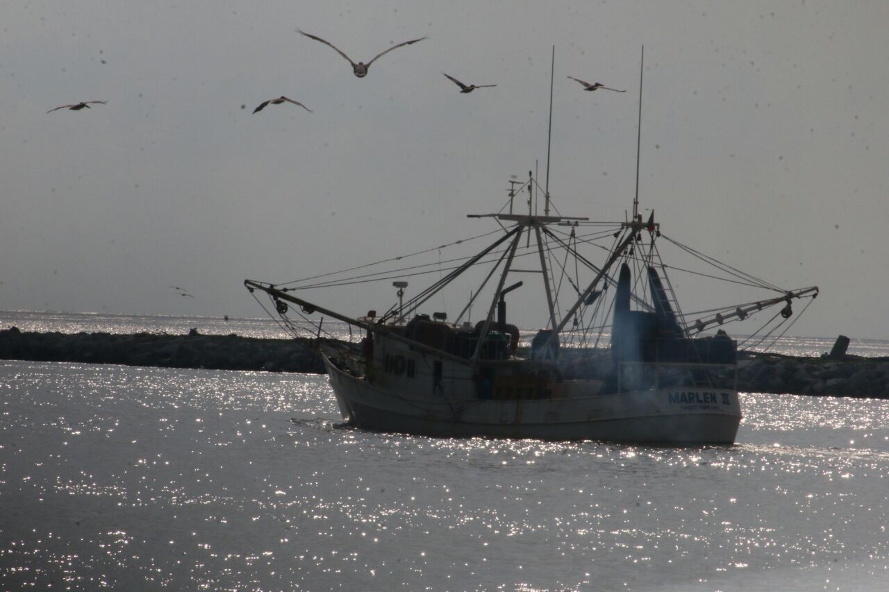 Barcos camaroneros.