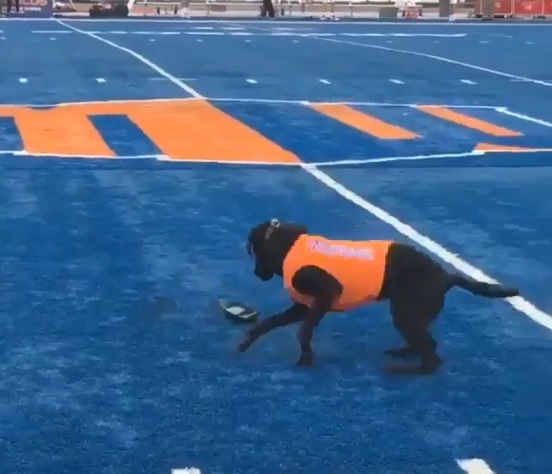El perro ayudante de Boise State