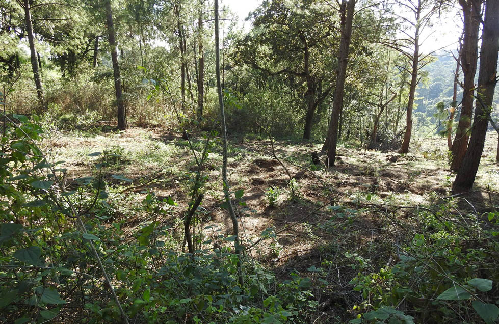 El Consejo Nacional Forestal ha sido degradado en atribuciones.