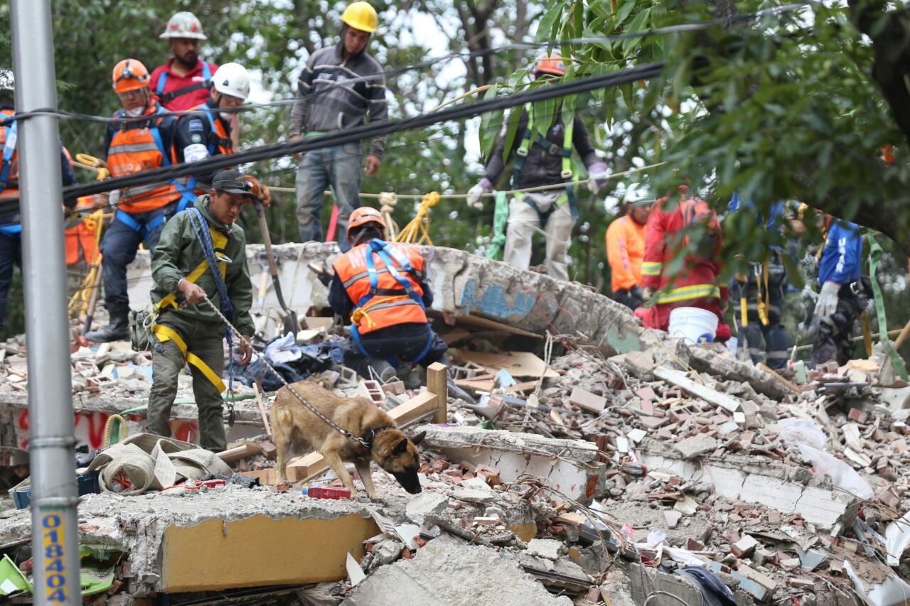 Binomio canino confirma la presencia de dos personas vivas entre los escombros en multifamiliar en Tlalpan