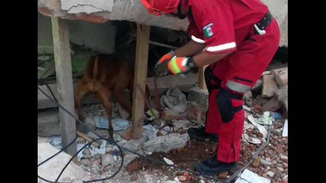 Suman 26 personas rescatadas por "Titán" tras sismo en CdMx