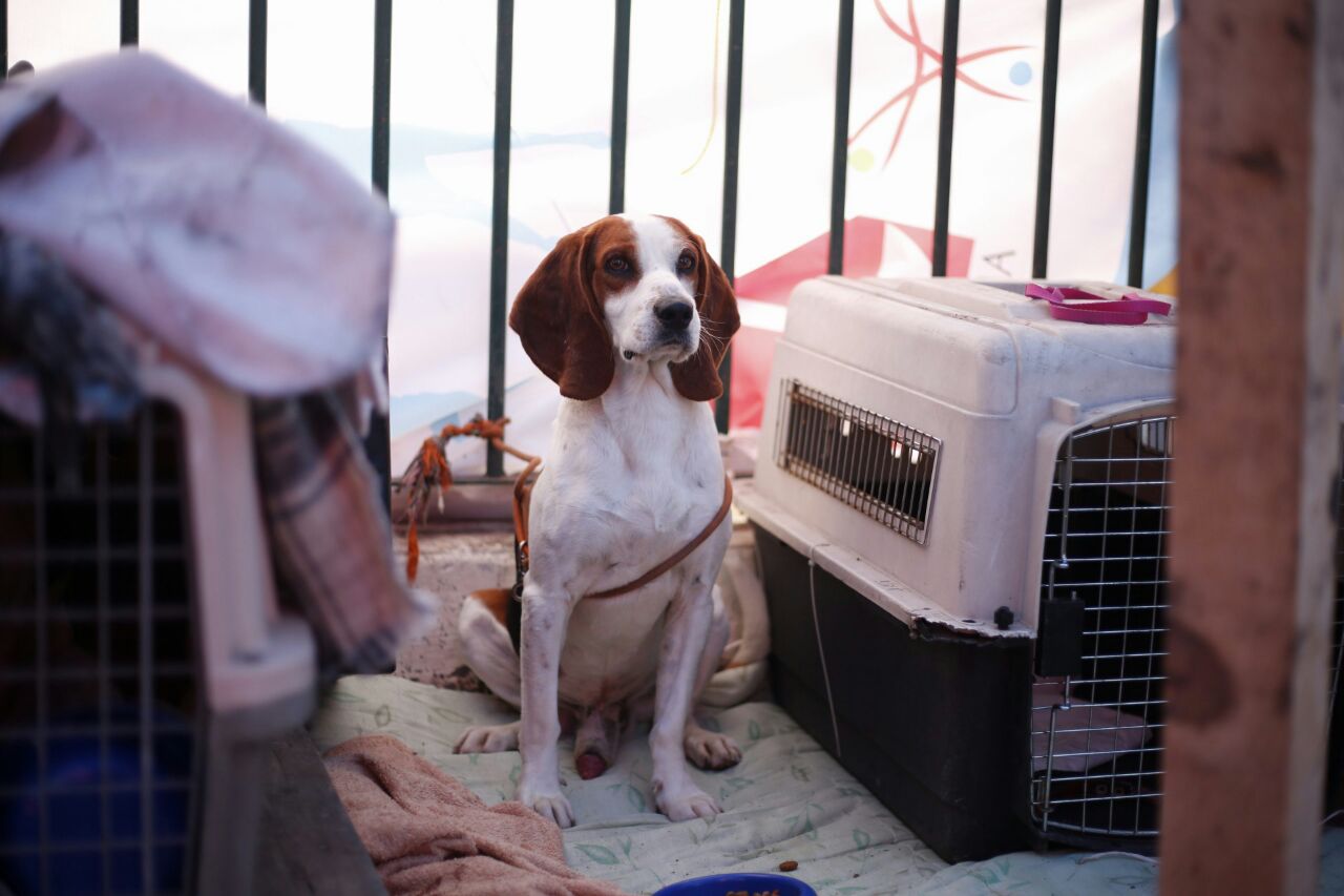 En redes sociales, la campaña de difusión busca que aquellos usuarios que encontraron o extraviaron alguna mascota compartan información de los animal