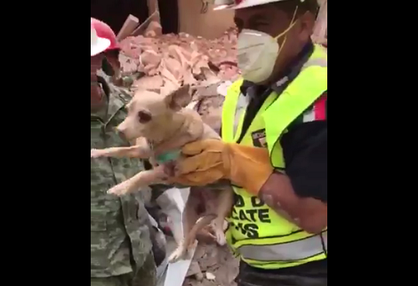 A seis días del sismo, un perro fue rescatado por elementos de la Policía Federal en la colonia Del Valle. 