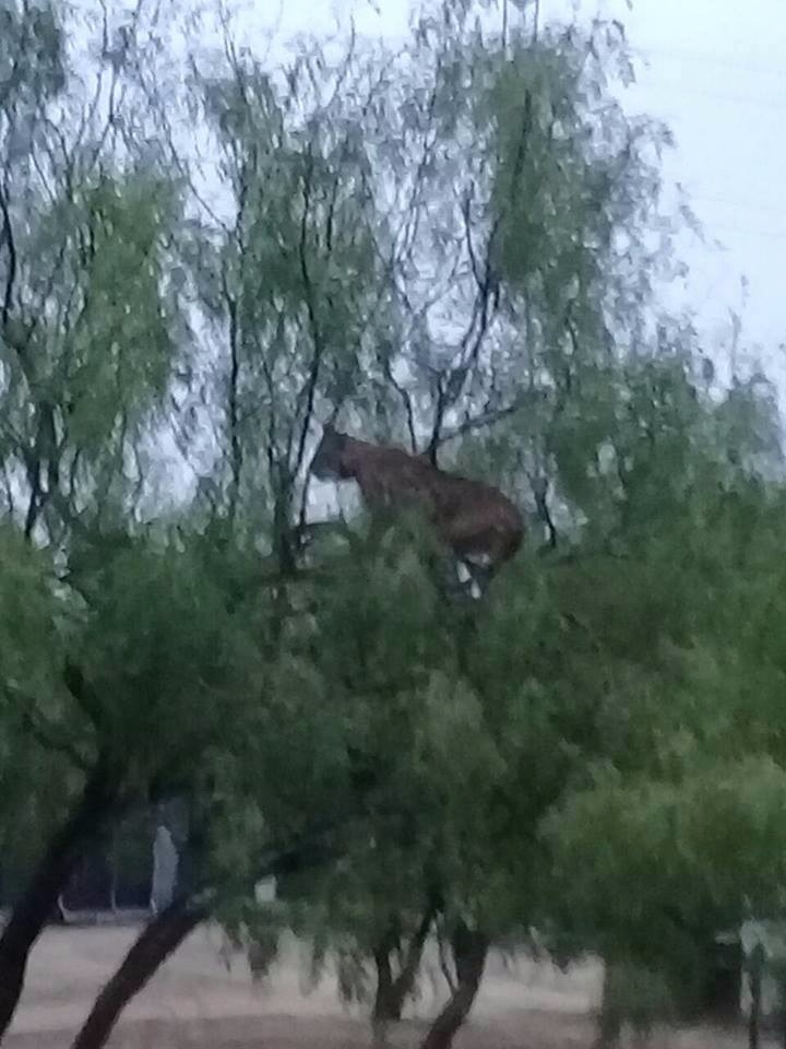 Avisatamiento de puma en Nuevo Laredo
