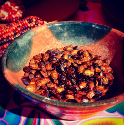 Los jumiles o chumiles, son unos insectos comestibles que encontrarás en Taxco, Guerrero.