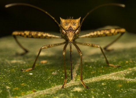 La OMS declaró las epidemias de virus del Zika en las Américas, como una emergencia de salud pública. 