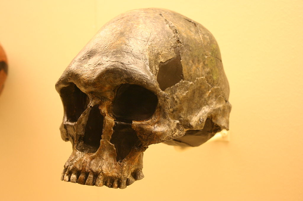 El 'Homo sapiens' habría aparecido hace 350 mil años