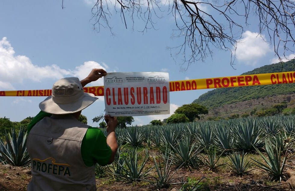 La Procuraduría dio con las plantaciones fuera de ley gracias a una denuncia ciudadana