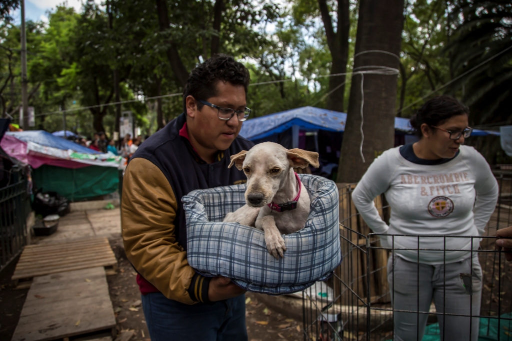 En coordinación con los médicos veterinarios de los Servicios de Salud Pública, se recorrieron cinco albergues donde algunos animales fueron atendidos