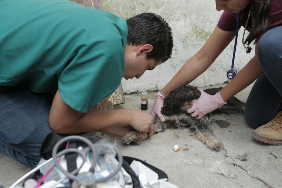 Desde mascotas y hasta animales de corral fueron los atendidos