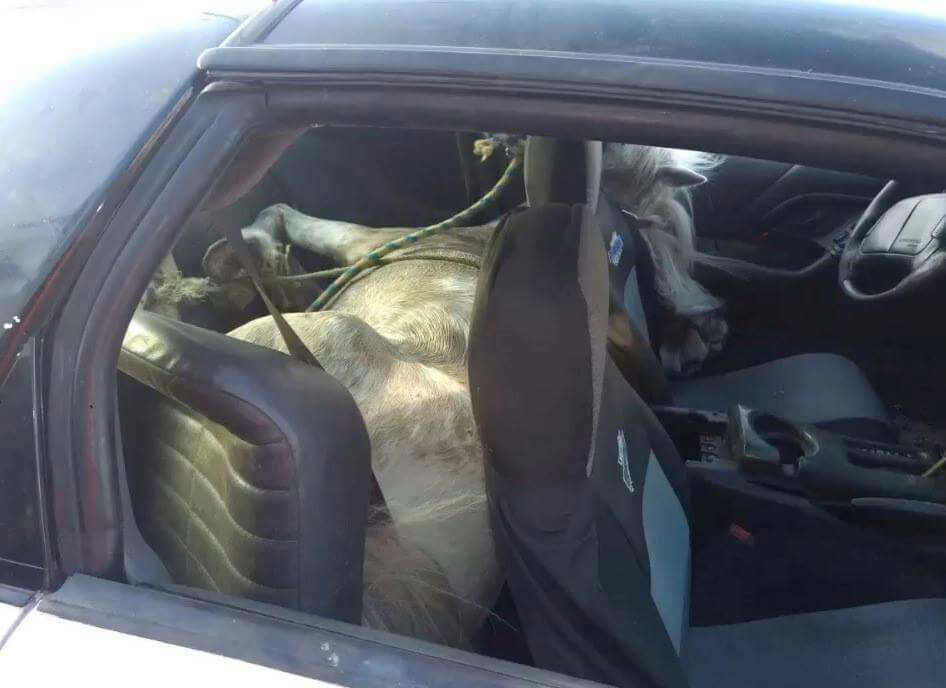 El animal se encontraba atado en el asiento trasero del vehículo.