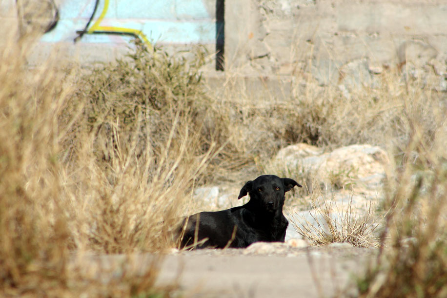 Perros y gatos son los principales transmisores de esta enfermedad. 