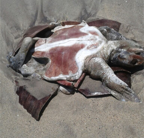 Peces y tortugas marinas mueren por la contaminación de petróleo crudo en aguas de tres playas de Oaxaca   