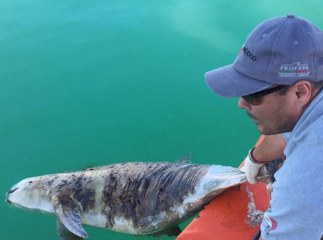 En un último intento por rescatar a la Vaquita Marina, se plantea la captura y reproducción en cautiverio de esta especie que está en peligro de extin