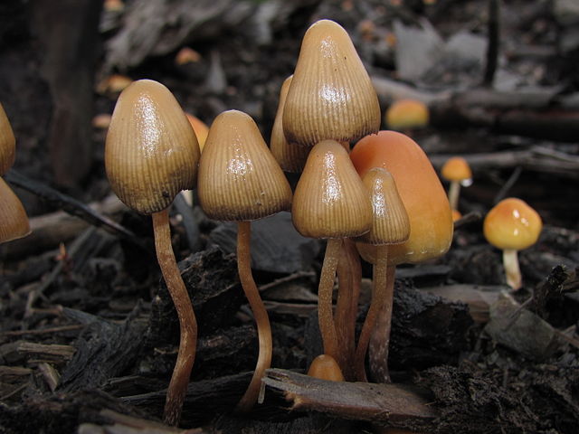 Los hongos 'Psilocybe pelliculosa', una de las plantas sagradas de la antigüedad.