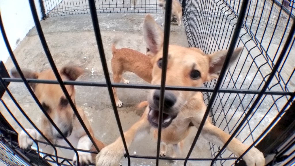Unidad de Protección Animal 