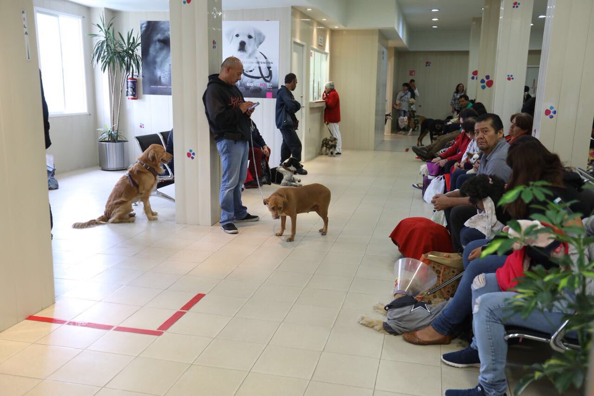 A diario se atiende a casi 170 mascotas; 80 por ciento son perros y 20 por ciento gatos, provenientes en su mayoría de la delegación Iztapalapa donde 