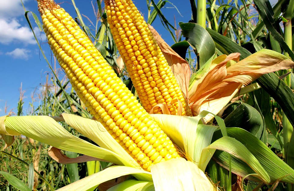 La estrategia alimentaria debe fortalecer la conservación de las zonas productoras de alimentos.