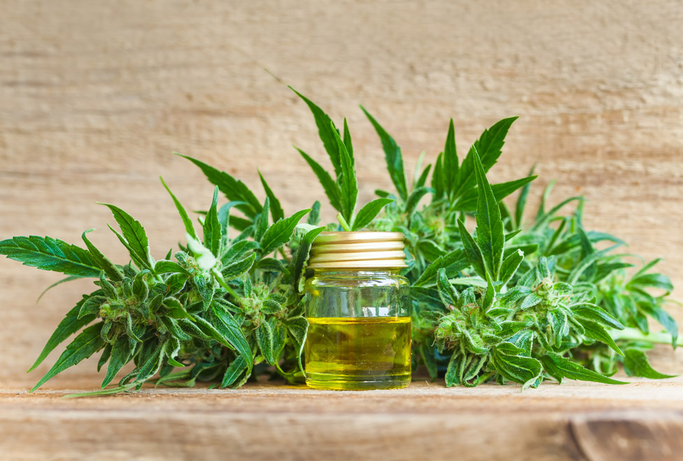 En México solo es legal consumir la marihuana en aceite para ayudar a combatir ciertas enfermedades.
