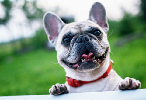 Los perros hacen más expresiones faciales cuando interactúan con humanos. 