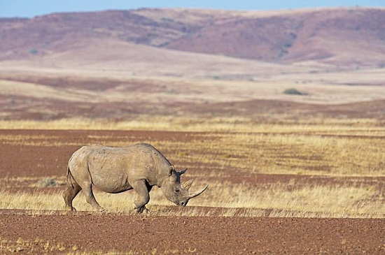 Este país africano se caracteriza por tener el mayor número de rinocerontes en el continente.