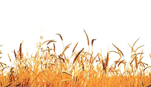 33.5 kilos de pan son los que cada mexicano consume en promedio al año, según la Canainpa.  